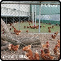 egg production number 2 in floor RONDEEL