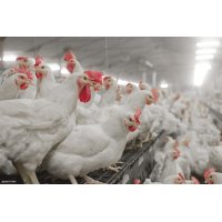 GRANDO NEST - Nest for breeders and layers