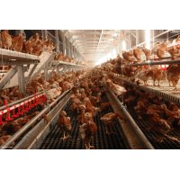 JUMP START - Aviary Rearing System for Layers