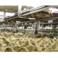 PATIO - BROILER SYSTEMS