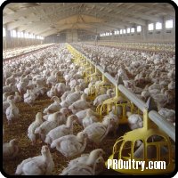 Comederos Broilers - Roxell