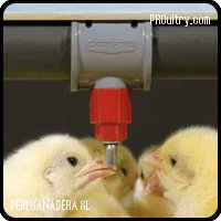 Bebederos CHORE-TIME para pollos y gallinas STEADI-FLOW®