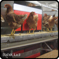 Alojamiento para gallinas de puesta