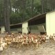 Gallineros móviles y transportables para avicultura de Granja Pinseque