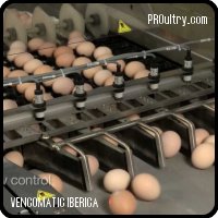 Ovoset es la solución ideal para la colocación precisa de los huevos para incubar en las bandejas de la empaquetadora.
