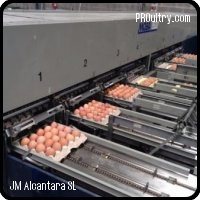 Clasificadora de huevos automática Moba 1500