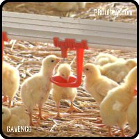 CAVENCO - Alimentación y bebida avícola