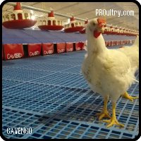 CAVENCO - Nidal para gallinas ponedoras