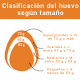AVISERVICE - huevos_para_calibracion_de_clasificadoras_de_huevos.png