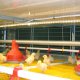 Jansen Poultry Equipment - Broilers_in_BroMaxx_colony_house_1.jpg