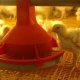 Jansen Poultry Equipment - Broilers_in_BroMaxx_colony_house_2.jpg