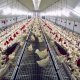 Jansen Poultry Equipment - aviary_system_jansen_poultry_2.jpg
