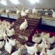 Jansen Poultry Equipment - aviary_system_jansen_poultry_3.jpg