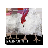 but6_aviagen_turkeys_3.png