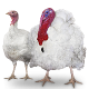 AVIAGEN TURKEYS Ltd. - but6_aviagen_turkeys_3.png