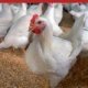 Context Bookshop - Metabolic_Disorders_in_Poultry.jpg