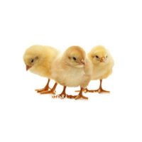 Papel para arranque de pollitos / Chickpaper