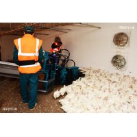 PEER SYSTEM - Máquina para la recogida de pollos - Peer System