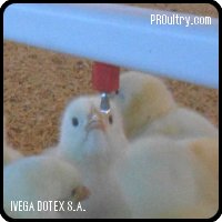 IVEGA DOTEX S.A. - DRINKING SYSTEM FOR BIRDS