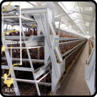 Pullet Cages