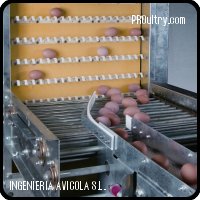 INGENIERIA AVICOLA SL - Sistema de Recogida de huevos Niágara