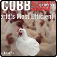 Huevos incubables para criar pollos para carne de CONAVISA