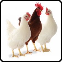 Huevos incubables para gallinas ponedoras de CONAVISA