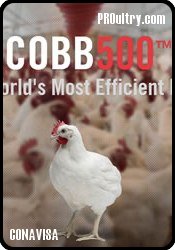 enseñar núcleo pintor Huevos incubables para criar pollos para carne de CONAVISA | PROultry.com,  avicultura para profesionales