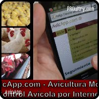 AvicApp :  Software en la nube de gestión y análisis de complejos avícolas: poll