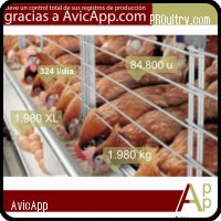 AVICAPP.COM: Manejo gallinas ponedoras y pollos de engorde