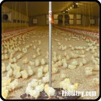 <p><strong>Báscula Swing 20</strong></p> <p>    La báscula Swing 20 se emplea para pollos, patos y reproductoras pesadas y registra hasta 20kg.</p>