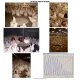 OPTICON AGRI SYSTEMS - Contact_sheet_bird_weighing2.JPG