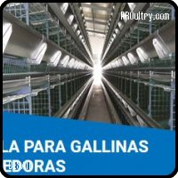 jaula_para_gallinas_ponedoras_desait.JPG