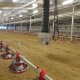 MAKER FARMS - DSC_0331_2.JPG