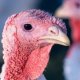 MAKER FARMS - maker_feeders_turkeys.JPG
