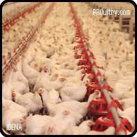 FORCIX POULTRY