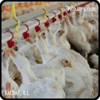 BALBAT S.L. - BEBEDERO TETINA BROILERS