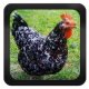 desarrollador genérico de apps - chicken_breeds_app1.JPG