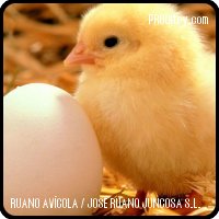 RUANO AVÍCOLA, S.L. - one day pullets for laying