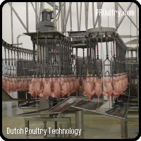 Dutch Poultry Technology - Automatic Evisceration