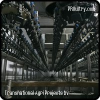 Complete Poultry Abattoir, 6.000 Birds per hour