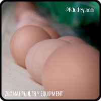 ZUCAMI POULTRY EQUIPMENT - Sistema automático de recolección de huevos - Zucami