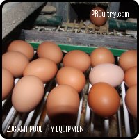 Sistema automático de recolección de huevos - Zucami