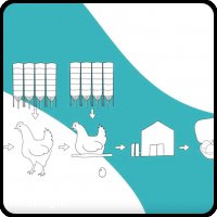 Blockchain para avicultura de carne y avicultura de puesta.