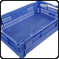 Caja para pollitos color azul