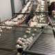 Mesa acumuladora de huevos